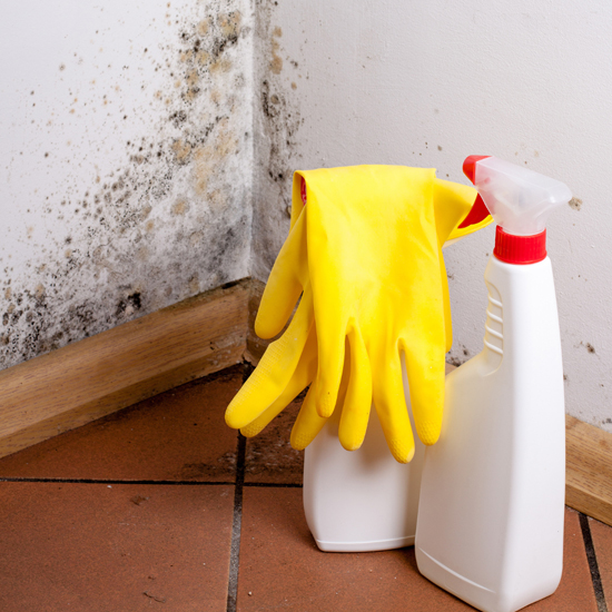 Mold removal or remediation - image in the body