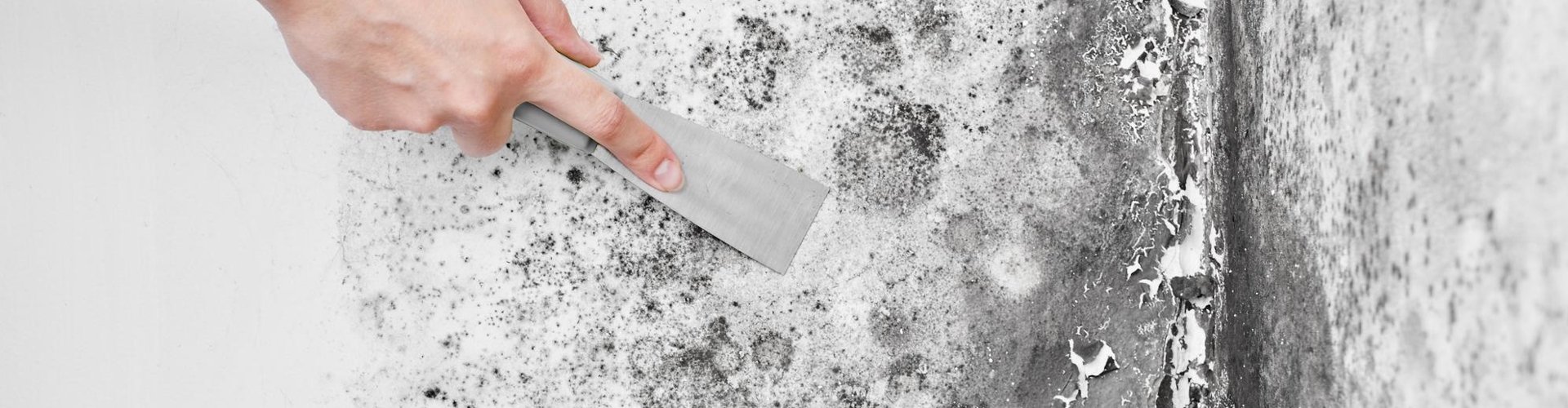 The 7 Dangers Of Buying A House With Mold Zavza Seal LLC