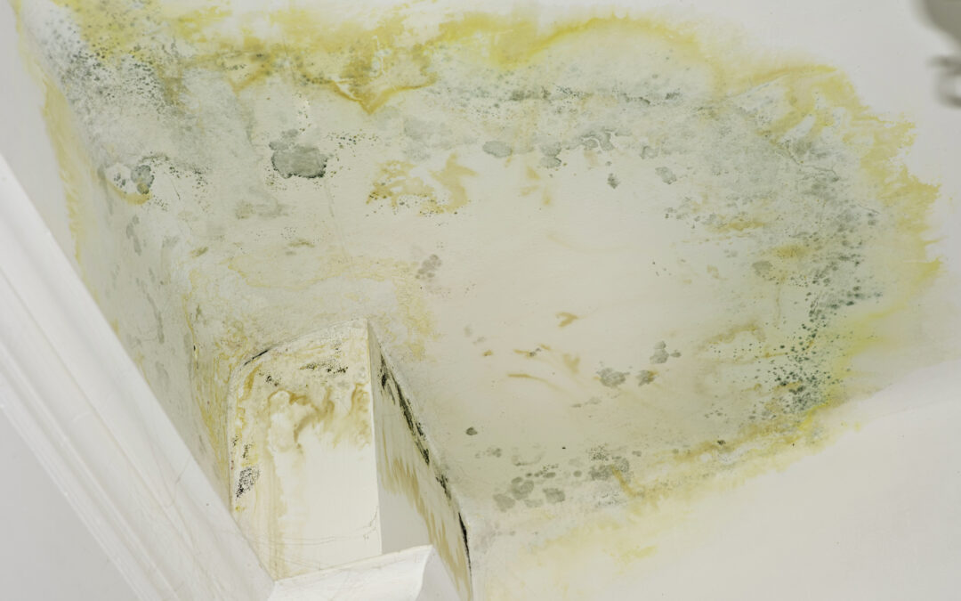 Black Mold in a Shower: Dangerous or Simply a Nuisance