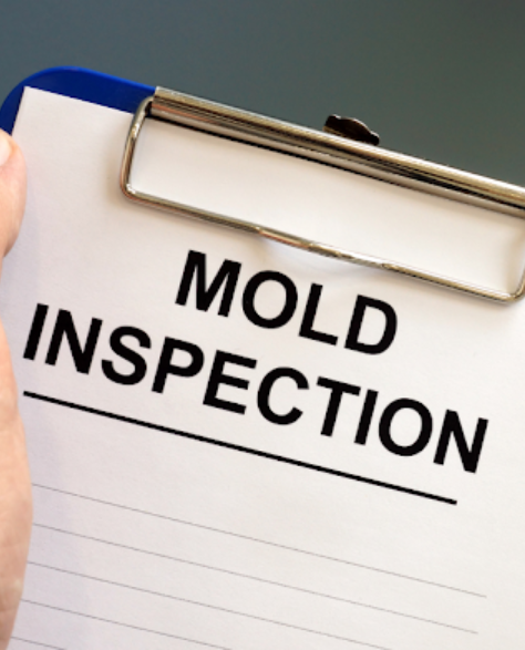 Water Damage Restoration Contractors in Bay Ridge, NY  -  Mold Showing in the Corner of a House with a Worker Holding a Clipboard that Says Mold Inspection Standing in Front of it