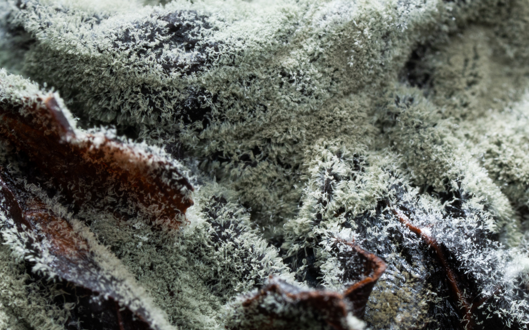 Understanding New York Mold Laws and Their Impact on People and Businesses
