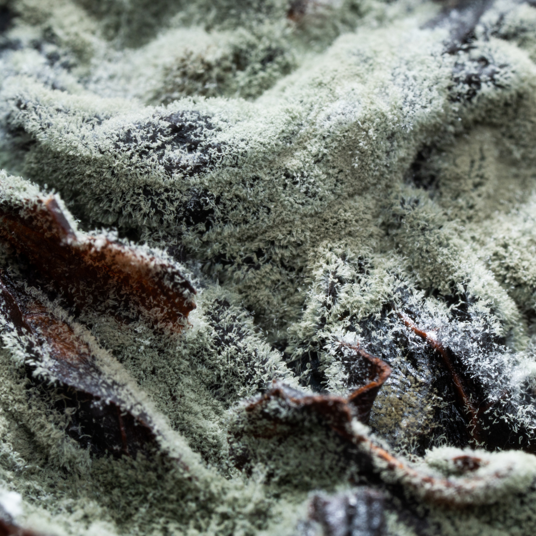 Mold Remediation - Understanding New York Mold Laws