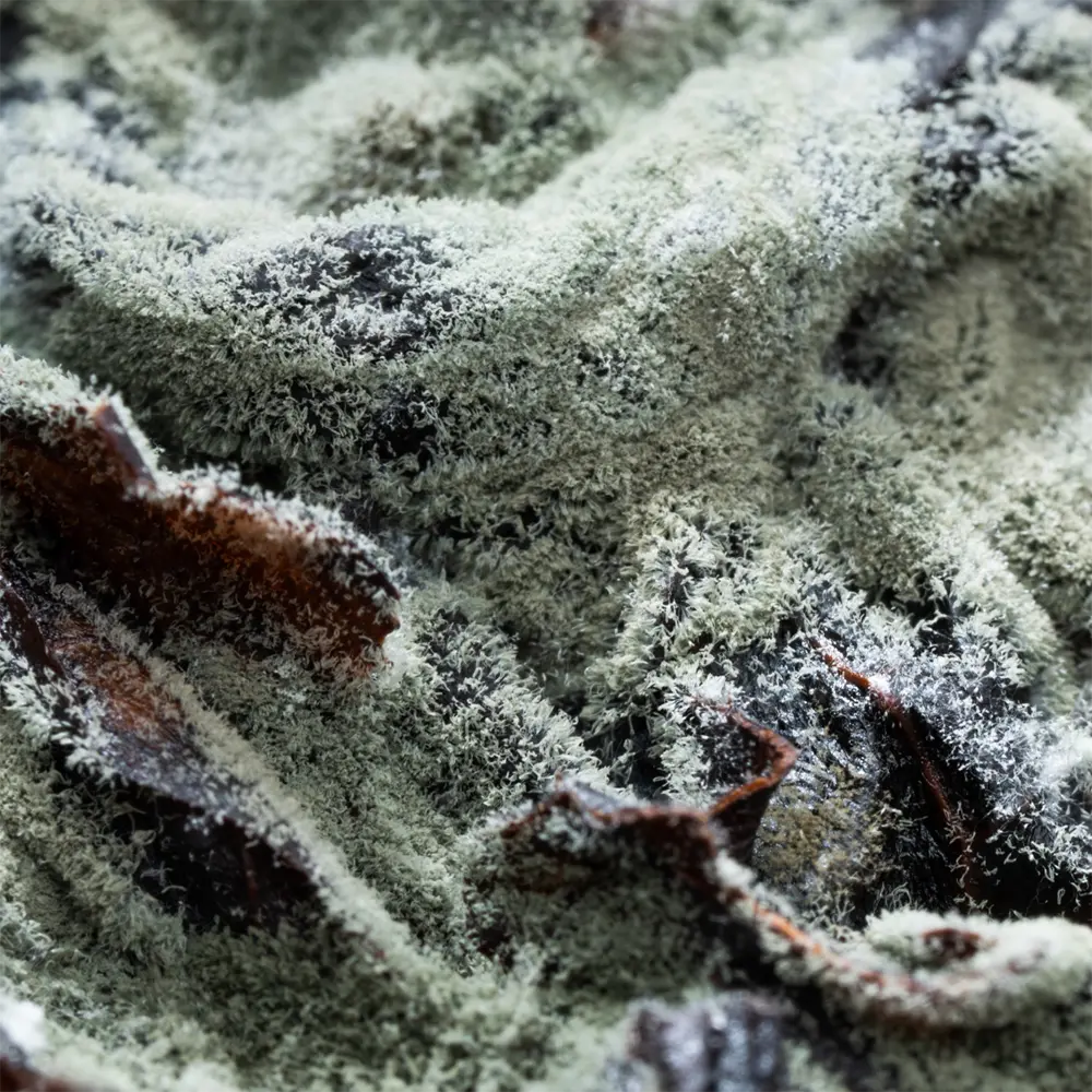 Mold Remediation - Understanding New York Mold Laws 