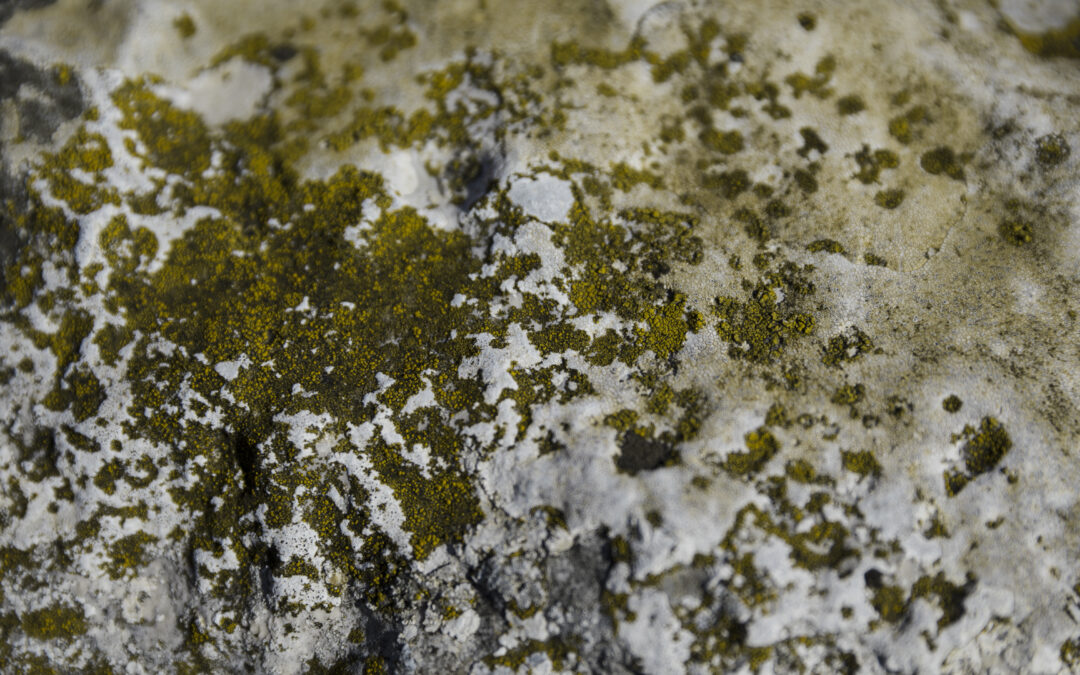 10 Warning Signs of Mold Toxicity in Your Brooklyn, Queens, or Long Island Home