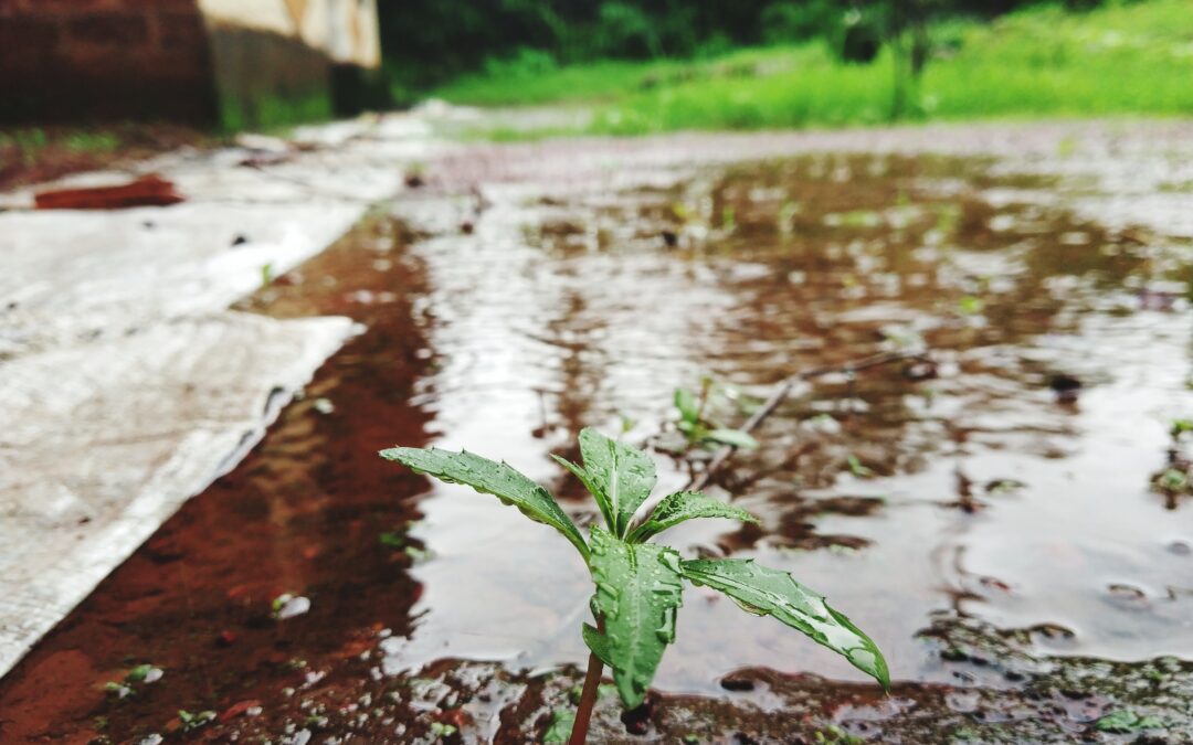 New York Water Table Depths Explained - A Picture of Standing Water Near the Back of a House