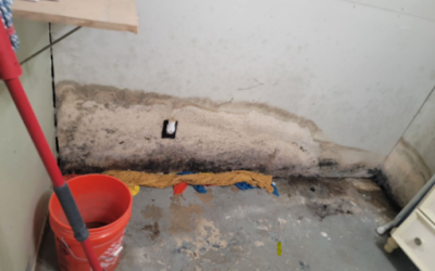 Case Study: Mold Remediation in Brentwood Home, NY