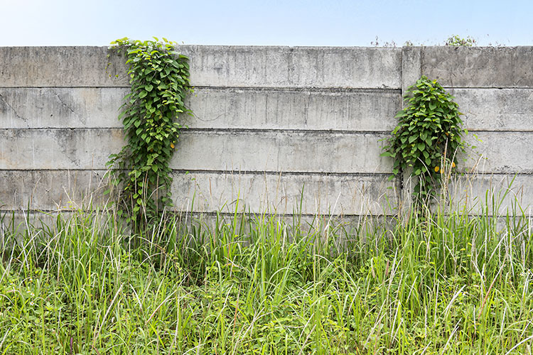 A solid concrete retaining wall with foliage on either side.