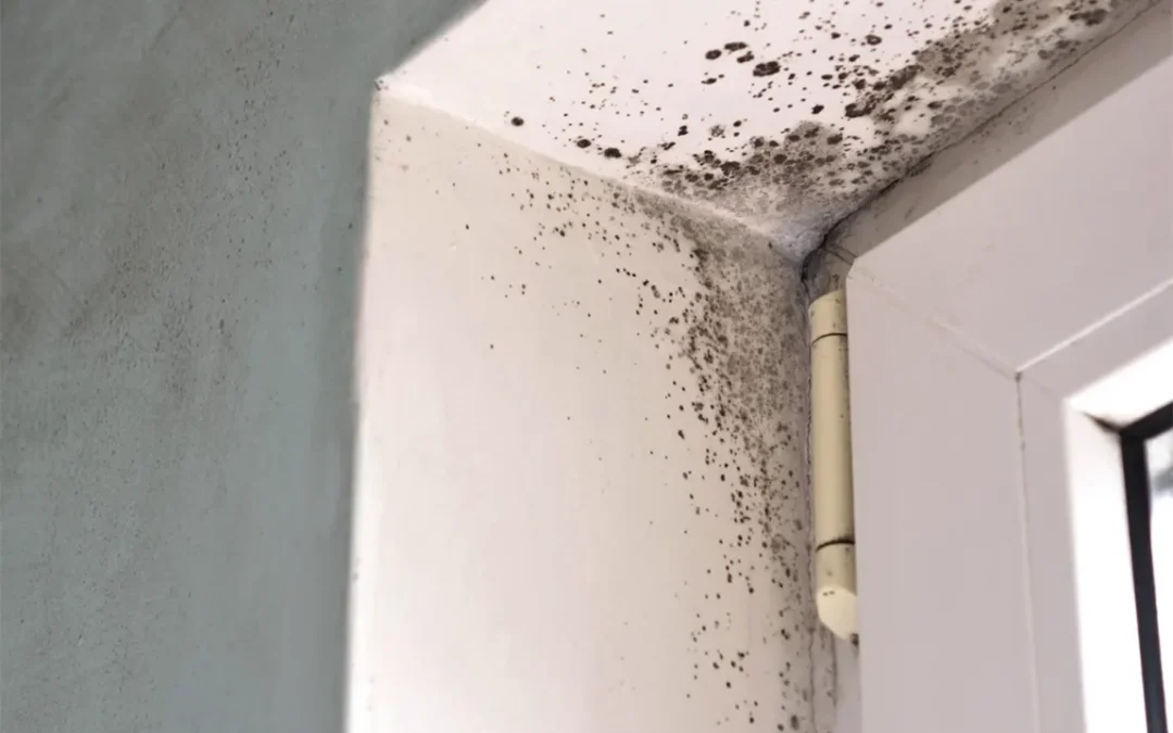 Closeup shot of a window area infested with black mold