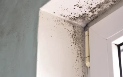 Mold Prevention Spray: Better Than Professional Mold Removal Services?