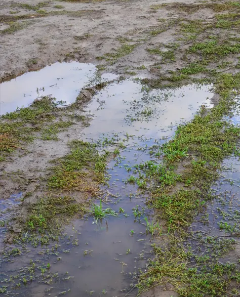 A muddy puddle with excess water compiled because of lack of downspout extension in the area<br />
