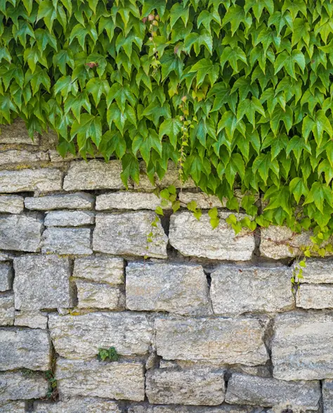 A retaining wall covered partially with a creeper plant.