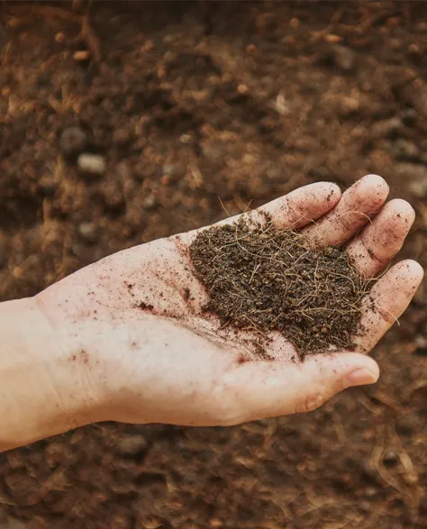 A scoop of well-drained soil in a woman's hand