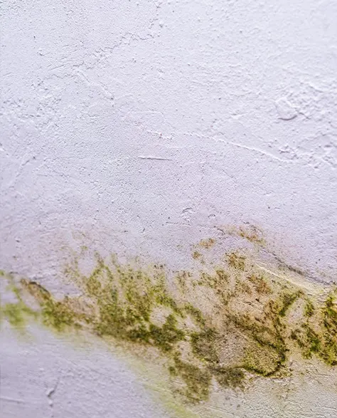 Signs of moisture damage in the form of mold on a basement wall.