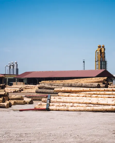 Timber planks that will be used for piles construction are stacked together