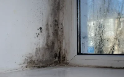 Harmless Black Mold in the Attic? Read This First!