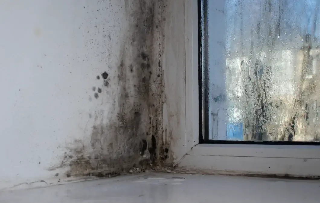 Harmless Black Mold in the Attic? Read This First!
