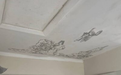 Mold Prevention by Zavza Seal | Full Guide