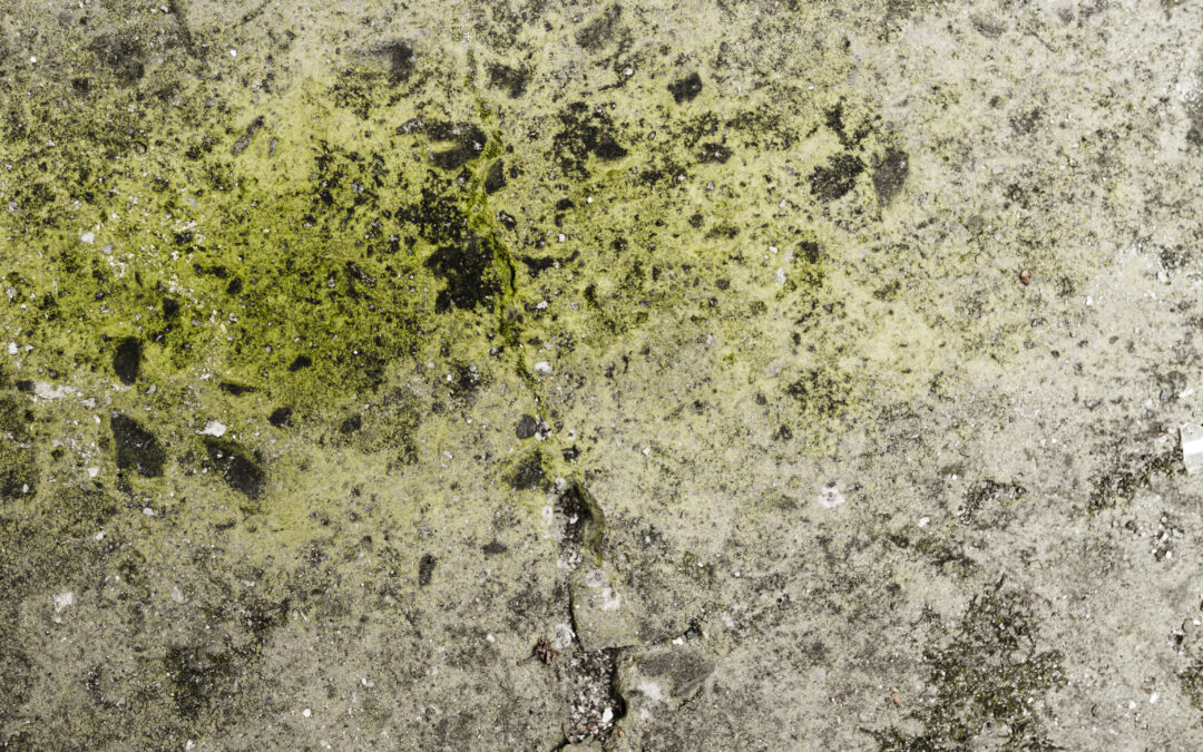 Mildew vs. Mold: Understanding the Differences & How to Protect Your Home