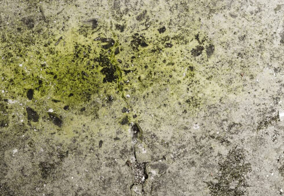 Mildew vs. Mold: Understanding the Differences & How to Protect Your Home