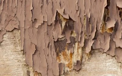 A Guide to Dry Rot Repair in Long Island, Brooklyn, and Queens