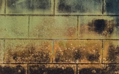 Crawl Space Mold: Causes, Risks, and How to Get Rid of It