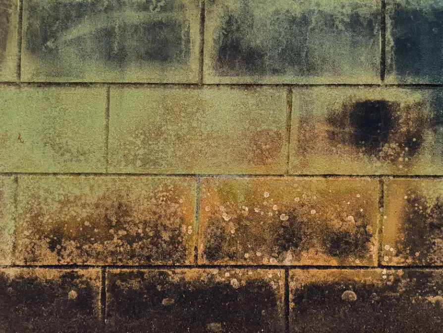 Crawl Space Mold Guide - A Picture of a Moldy Crawl Space Wall