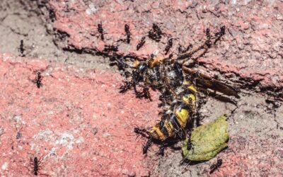 Pests in Cracks: How to Prevent and Treat Unwanted Invaders