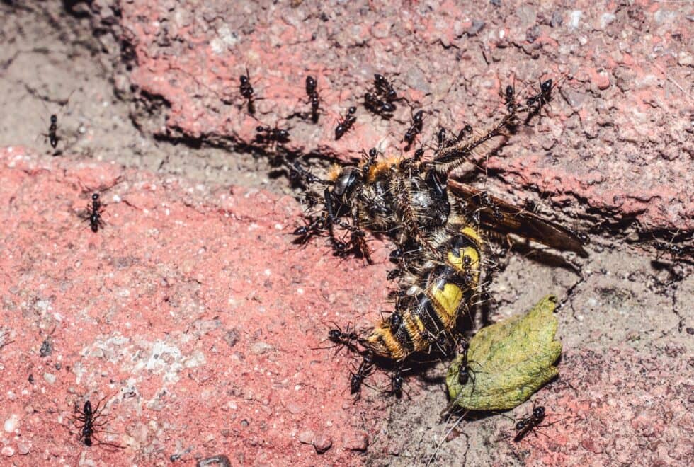 Pests in Cracks: How to Prevent and Treat Unwanted Invaders