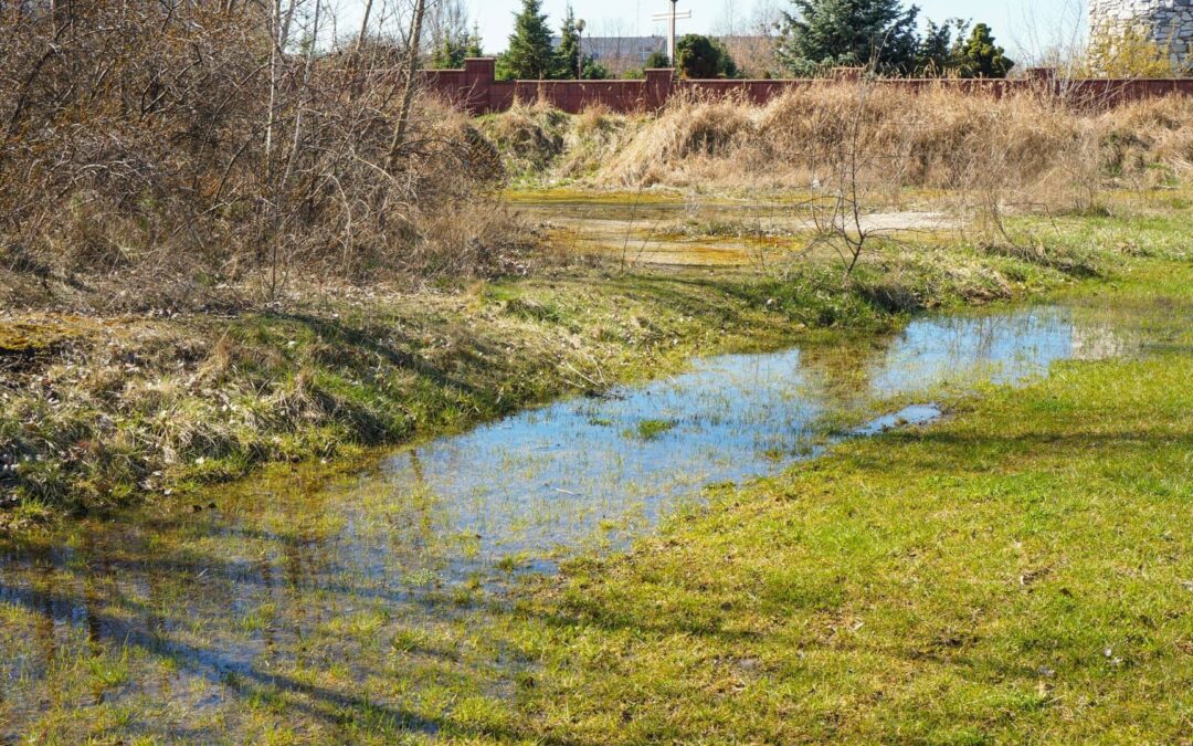 A puddle of water in a yard that has no sloped drainage.