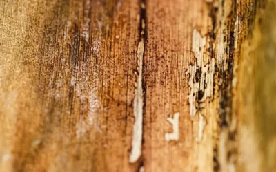 Understanding Wet Rot: Causes, Treatment, and Prevention