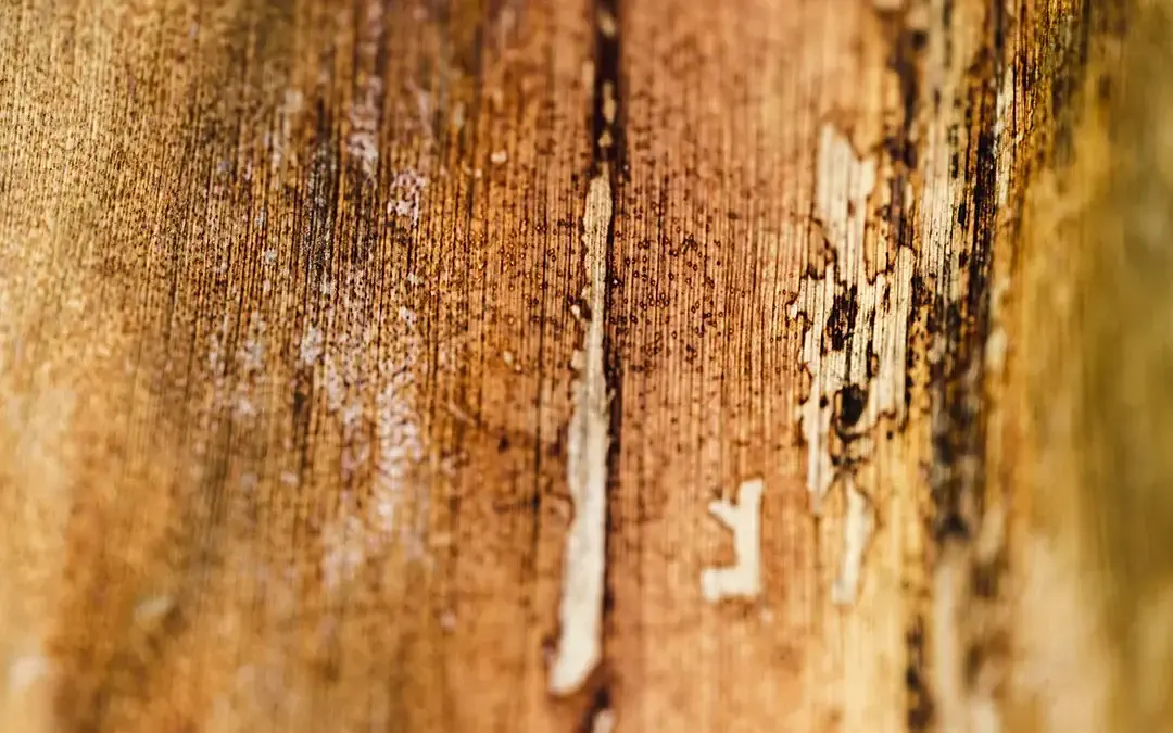 Wet rot can be seen in the wood