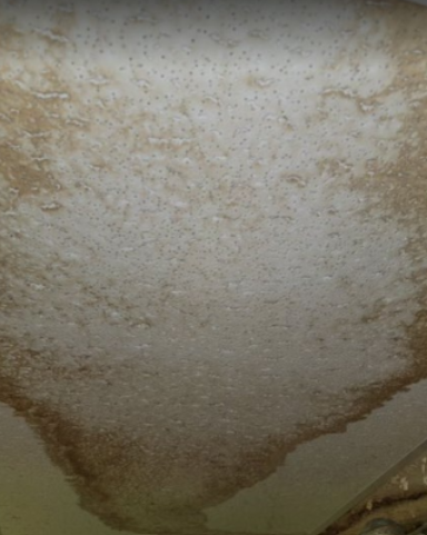 Mold on the drop ceiling of the basement wall in Huntington, NY