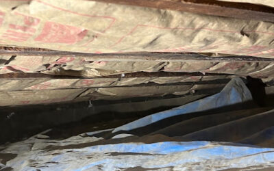 Case Study: Crawl Space Mice Infestation Remediation in Long Island, NY