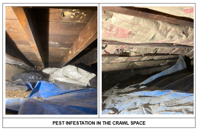 Pictures of the crawl space with pest infestation