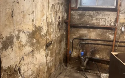 Case Study: Mold Remediation and Foundation Drainage Installation in Halesite, NY