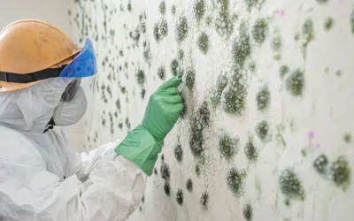 Mold Exposure Effects: What You Need to Know in Long Island, Brooklyn, Queens, and the Bronx