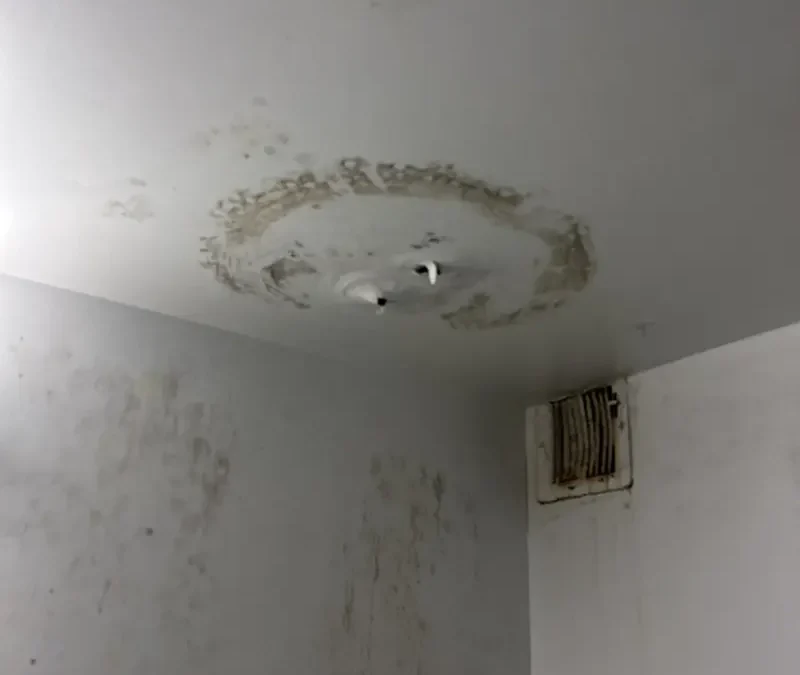 Case Study: Bathroom Mold Remediation – Brooklyn, NY