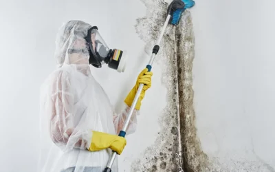 Commercial Mold Removal Services: Why Time Is Critical and Expertise Matters