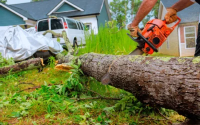 Can Tree Roots Damage Foundations?