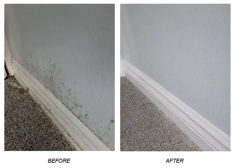Basement Flood Cleanup Services Before and After in Commack, NY
