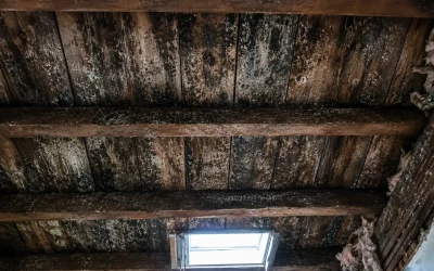 Mold on Wood: When Should Homeowners Be Concerned?
