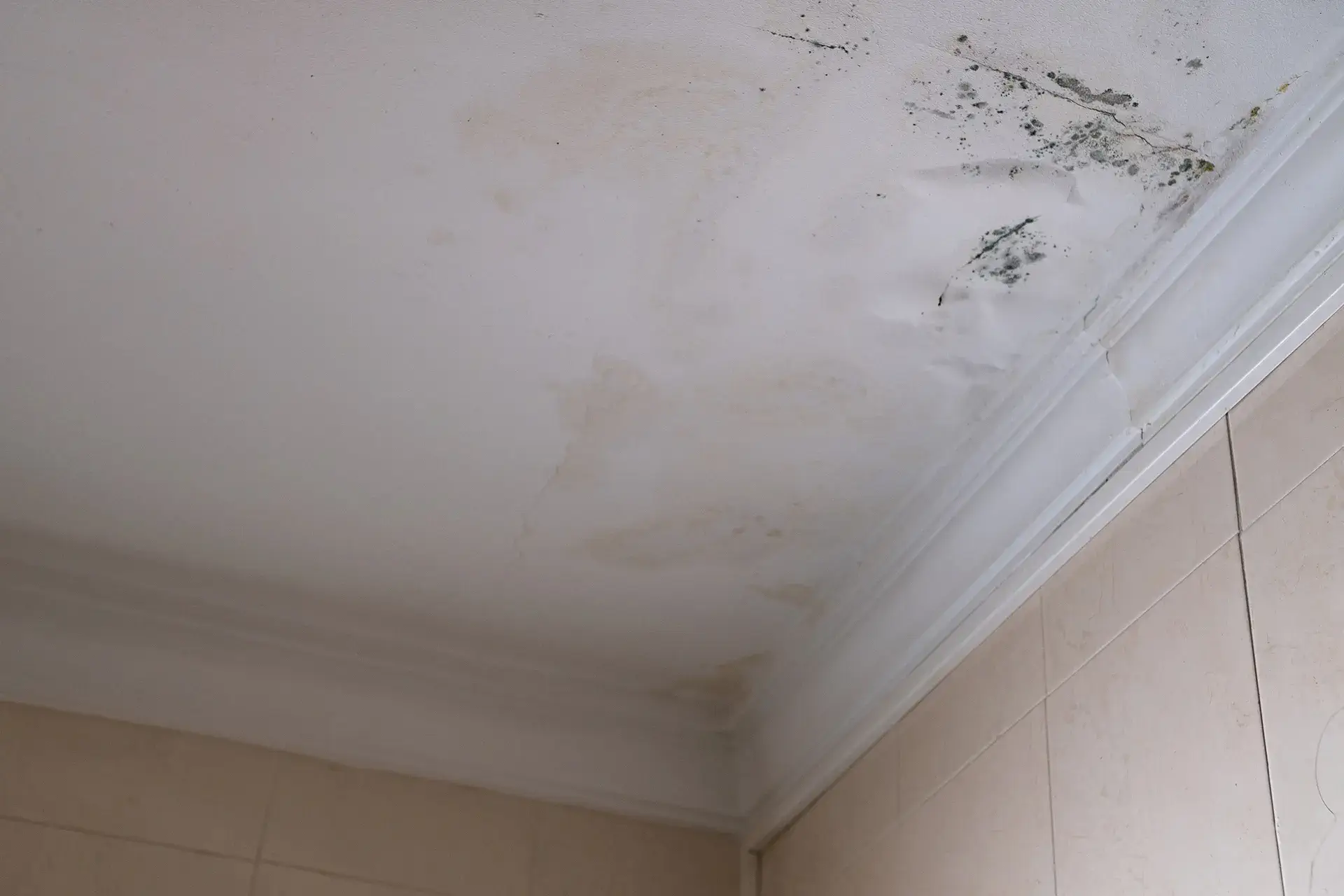 serious-mildew-mold-problem-ceiling-mold-removal-service-affected-roof-from-rain Water stains on the ceiling of a property that was being inspected by the home inspector before being sold to a buyer from a realtor, causing delays in the closing of the deal.