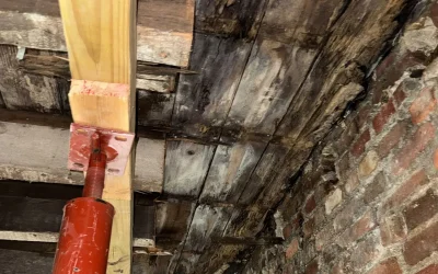 Types of Mold Found in Homes: A Complete Guide for Homeowners